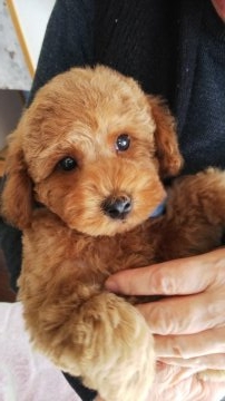 トイプードル(トイ)【山口県・男の子・2017年11月8日・レッド】の写真「おっとりした男の子」