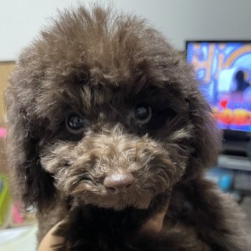 トイプードル(タイニー)【山口県・女の子・2023年7月3日・ブラウン】の写真「陽気な女の子😊」