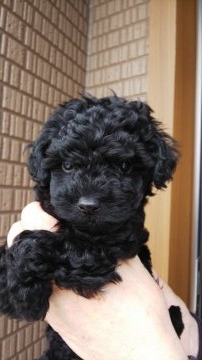 トイプードル(タイニー)【山口県・男の子・2018年1月13日・ブラック】の写真「PRAクリア」
