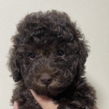 トイプードル(トイ)【山口県・男の子・2023年7月3日・ブラウン】の写真「毛量たっぷりの男の子」