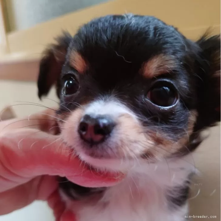 ID：2503-03582の子犬