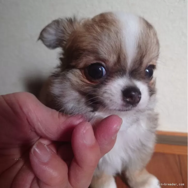 ID:2411-00737の子犬