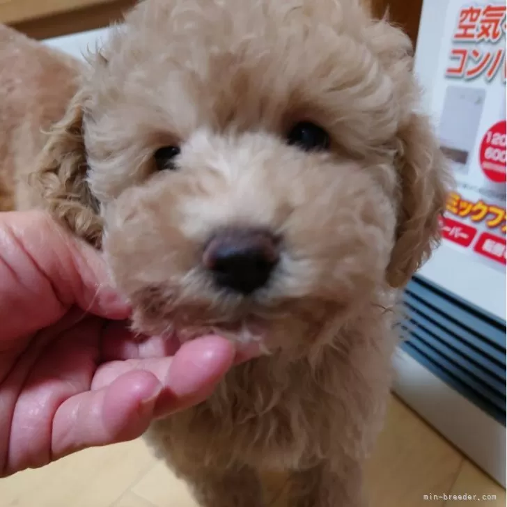 A.E 様のお迎えした子犬
