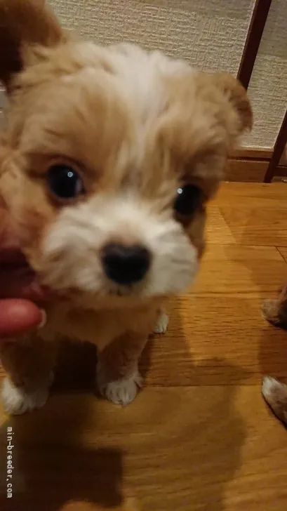 ID：2109-02870の子犬