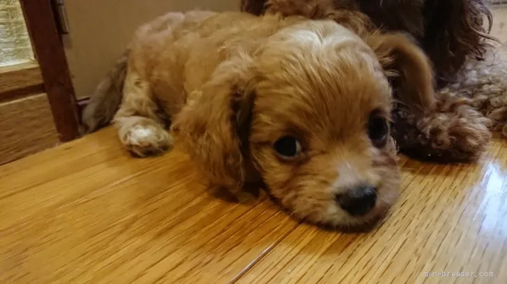 ID:2109-02872の子犬