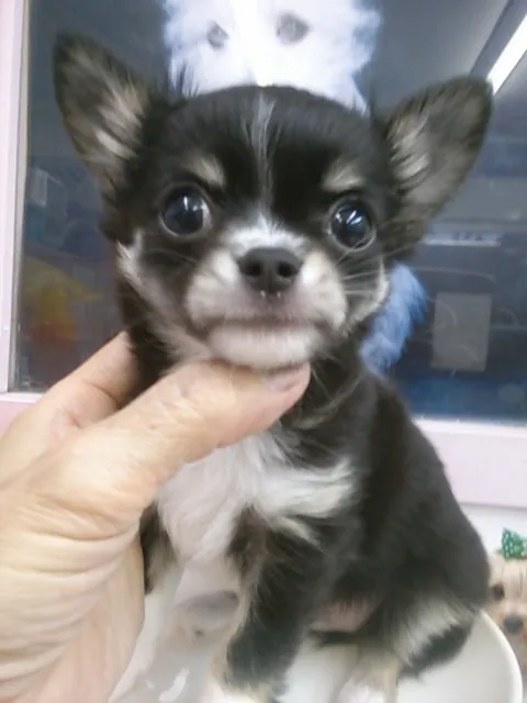 ID:1411-00060の子犬