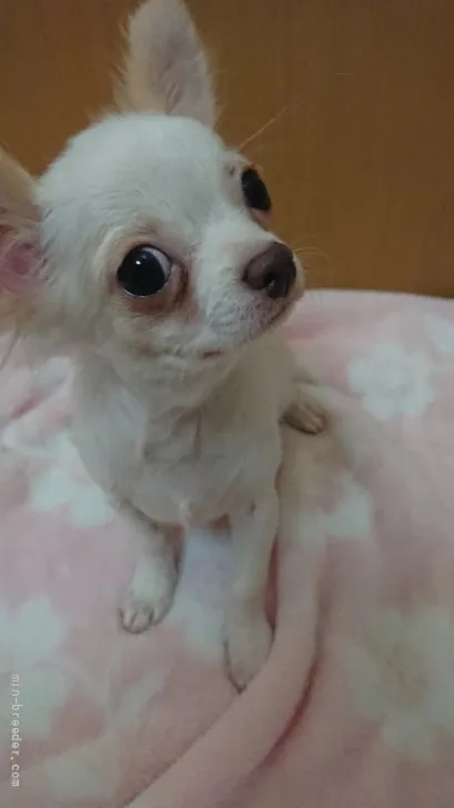 ID：2110-00456の子犬