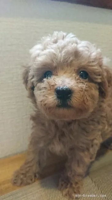 ID：2107-00592の子犬