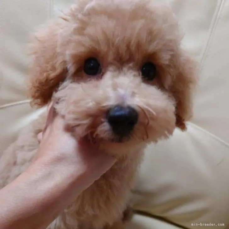ID:2206-02648の子犬