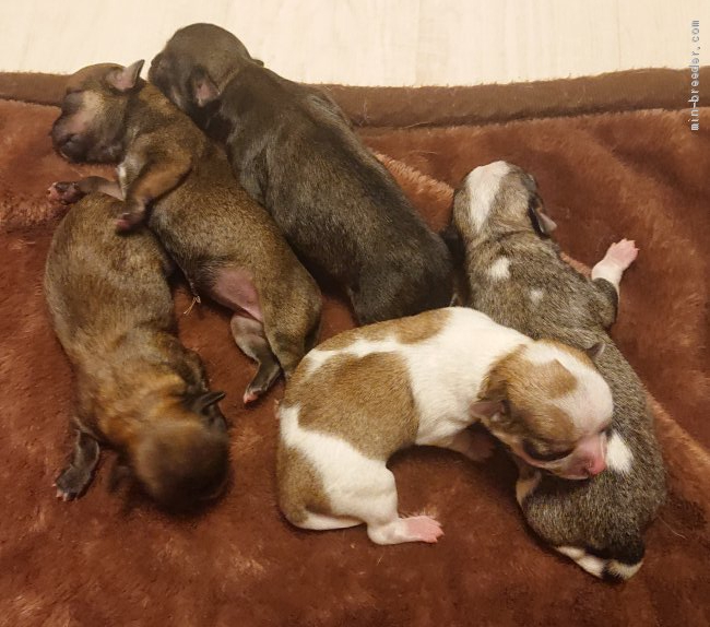 6月19日生まれ💝21日撮影｜中里　誠(なかざと　まこと)ブリーダー(千葉県・チワワ(ロング)など・JKC登録)の紹介写真3