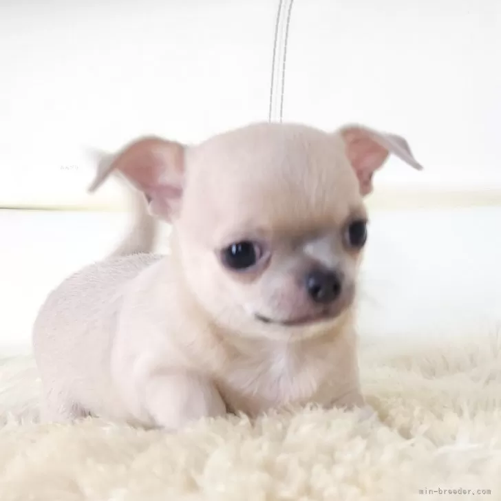 E.S 様のお迎えした子犬