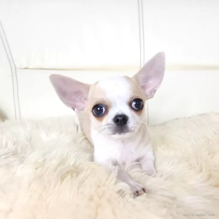 ID：2411-05544の子犬