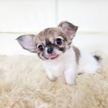 チワワ(ロング)【千葉県・女の子・2024年12月2日・フォーン&ホワイト】の写真「💖秘蔵っ子」