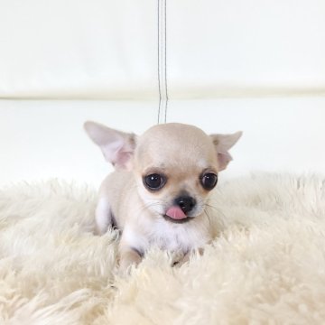 チワワ(スムース)【千葉県・男の子・2024年9月29日・フォーン】の写真「🍎小ぶりで飼いやすい😊性格💮💯」