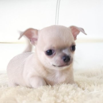 チワワ(スムース)【千葉県・男の子・2024年11月29日・ブルーフォーン】の写真「💖愛嬌抜群のムチムチボディ✨」