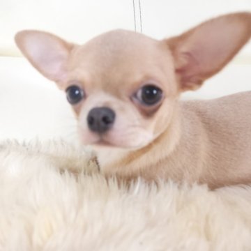 チワワ(スムース)【千葉県・男の子・2025年7月15日・クリーム】の写真「💖愛嬌抜群のムチムチボディ✨」