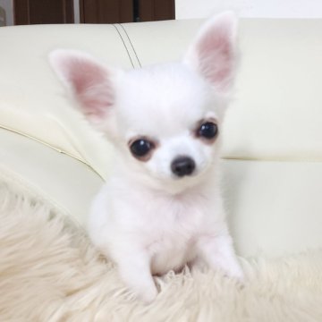 チワワ(ロング)【千葉県・男の子・2025年1月20日・ホワイト】の写真「✨純白ボーイ💖🕊」