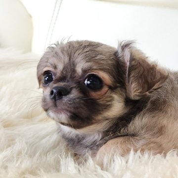 チワワ(ロング)【千葉県・女の子・2024年12月2日・フォーン】の写真「🍎おとなしい癒しのタレ耳さん🍀」