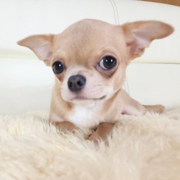 チワワ(スムース)【千葉県・男の子・2025年7月15日・クリーム】の写真「💖愛嬌抜群のムチムチボディ✨」