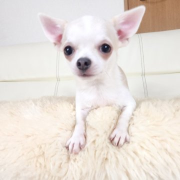 チワワ(スムース)【千葉県・男の子・2025年5月10日・クリーム&ホワイト】の写真「甘えん坊のビビりさん😄」