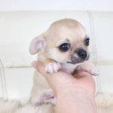 チワワ(スムース)