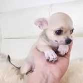 チワワ(スムース)