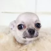 チワワ(スムース)