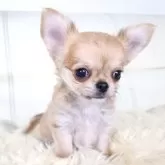 チワワ(ロング)【千葉県・男の子・2024年9月29日・レッド】の写真1