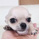 チワワ(スムース)