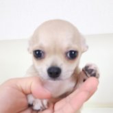 チワワ(スムース)