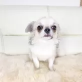 チワワ(ロング)