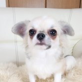 チワワ(ロング)