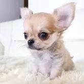 チワワ(ロング)【千葉県・男の子・2024年9月29日・レッド】の写真3