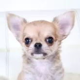 チワワ(ロング)【千葉県・男の子・2024年9月29日・レッド】の写真4