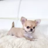 チワワ(ロング)【千葉県・男の子・2024年9月29日・レッド】の写真5