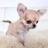 チワワ(ロング)【千葉県・男の子・2024年9月29日・レッド】の写真6