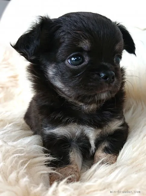 ID：1910-01740の子犬