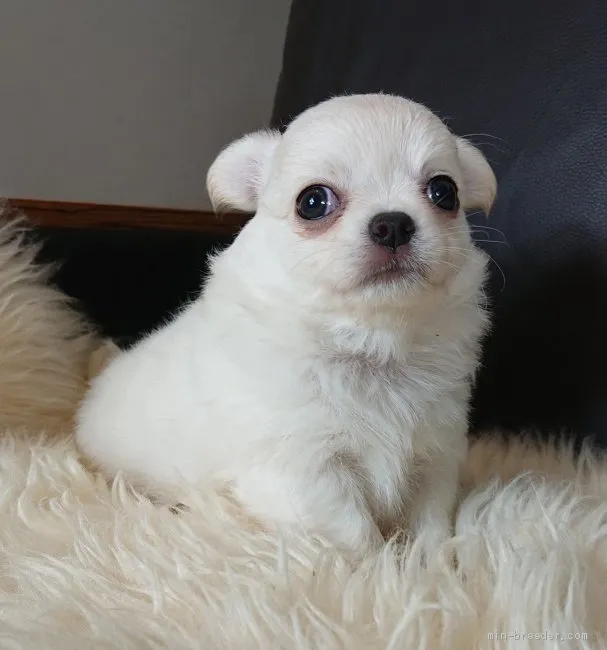 ID：2005-01782の子犬