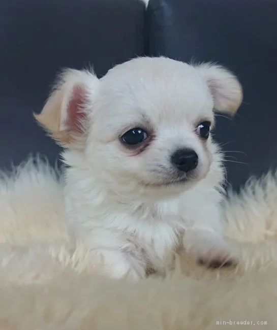 ID：2011-03700の子犬