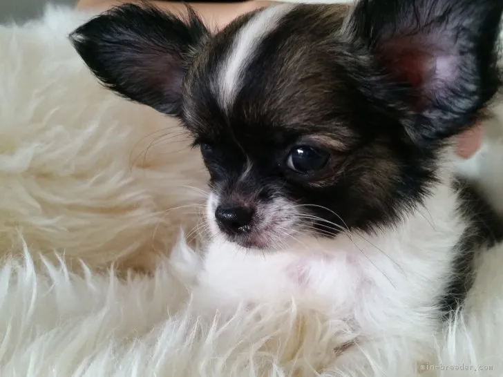 ID：1707-02097の子犬