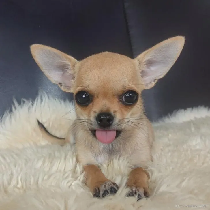 ID：2210-00888の子犬