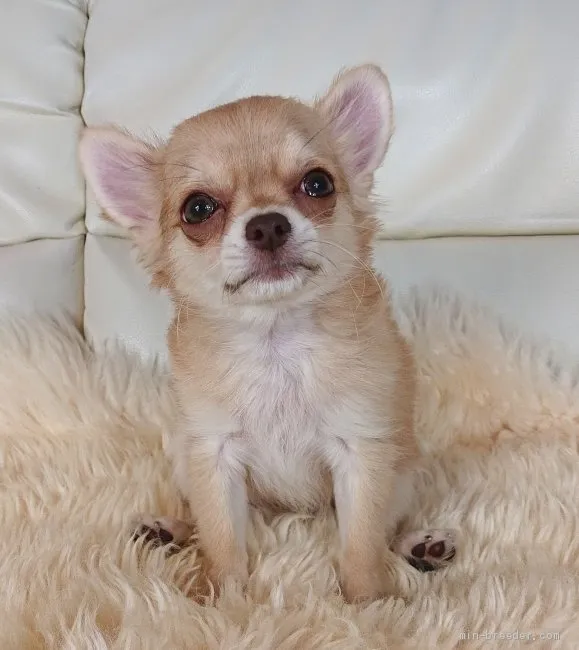 ID：2001-00962の子犬