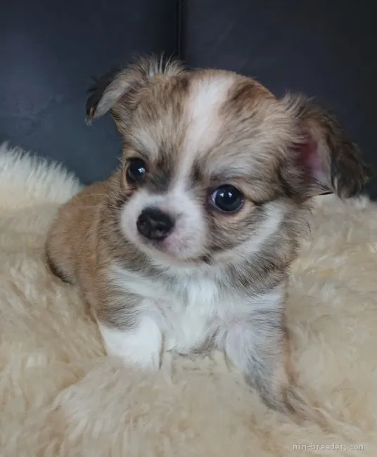 ID：2007-02220の子犬