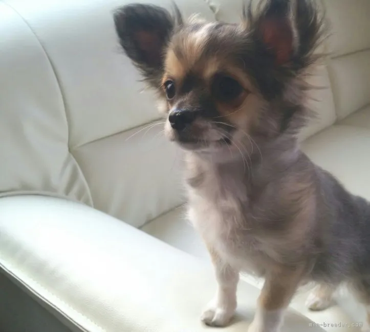 ID：1612-00186の子犬