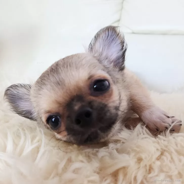 ID：2404-05699の子犬