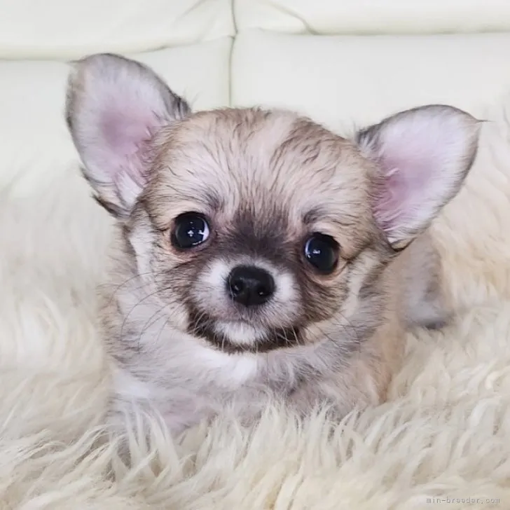 リリー 様のお迎えした子犬