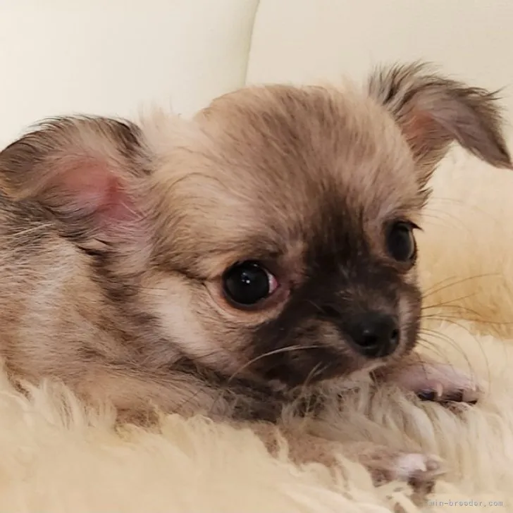 ID：2309-02471の子犬