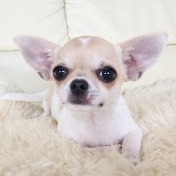 チワワ(スムース)【千葉県・女の子・2024年3月2日・フォーン&ホワイト】の写真「🍀優しい色合いと大人しい性格💮」