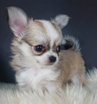 チワワ(ロング)【千葉県・女の子・2021年2月28日・フォーン&ホワイト】の写真「⭐優良血統💝⭐」