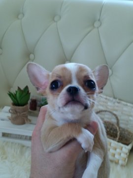 チワワ(スムース)【千葉県・男の子・2016年3月8日・レッド&ホワイトマーキングス】の写真「★2012年チワワ・オス日本チャンピオン直子★」